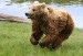220px-Brown_bear_(Ursus_arctos_arctos)_running