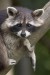 258px-Procyon_lotor_(raccoon)